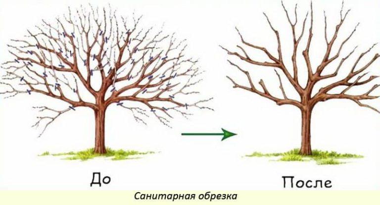 Обрезка груши осенью для начинающих в картинках