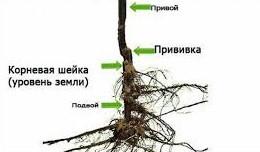 какие корни у груши в глубину. Смотреть фото какие корни у груши в глубину. Смотреть картинку какие корни у груши в глубину. Картинка про какие корни у груши в глубину. Фото какие корни у груши в глубину