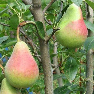 Груша Виктория: описание сорта, фото, отзывы садоводов
