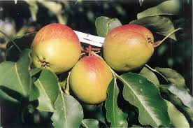 Необходимые условия для выращивания Груши Повислая